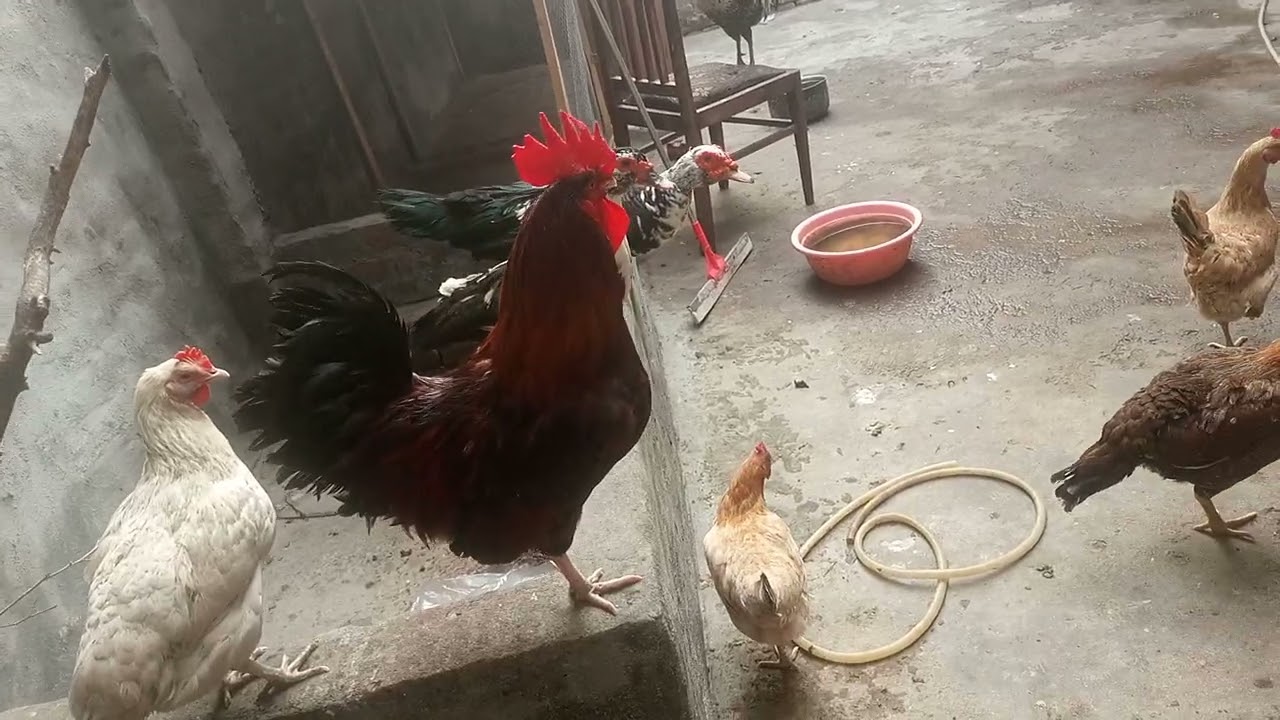 Chickens video