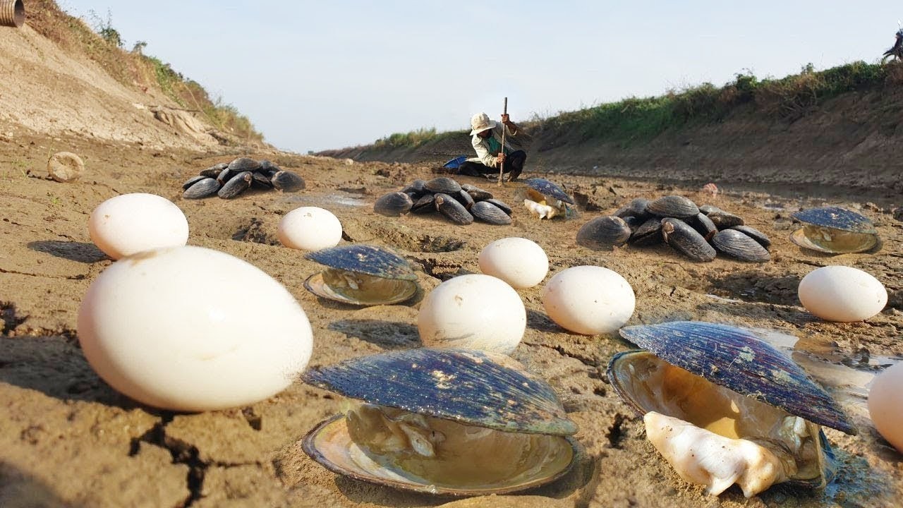 Wow wow wow ! Dig Clams Snails Found When Dry Water In Hot Season With A Fisherman Skill