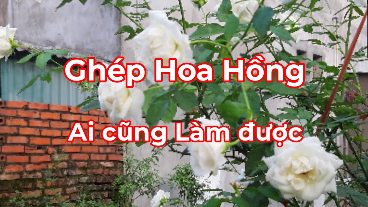 Kĩ thuật Ghép cây hoa hồng cực dễ