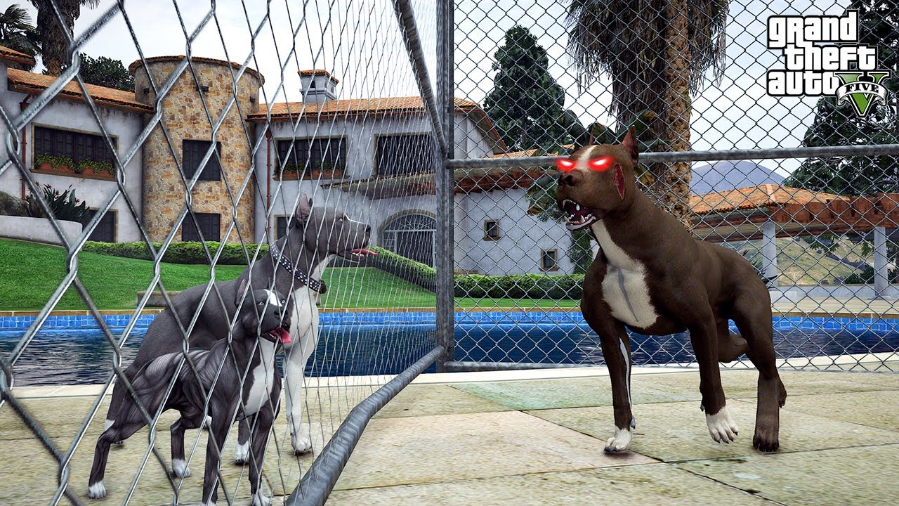 YAVRU PİTBULL ÜVEY ABİSİ MARCUS'LA TANIŞIYOR VE DÖVÜŞÜYOR! - GTA 5 PİTBULLUN HAYATI