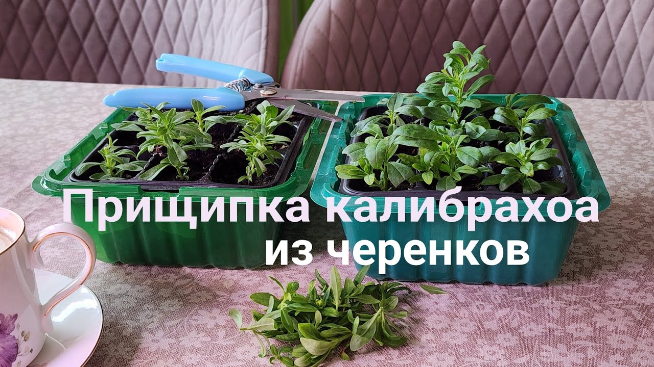 Пришипка калибрахоа, черенкам 18 дней 07.03.26