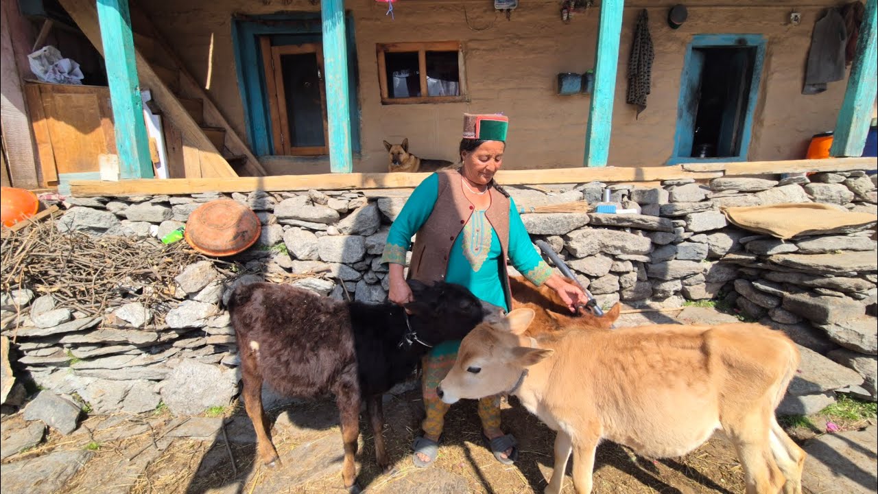 #villagelife #faguli #kinnaur part -1 