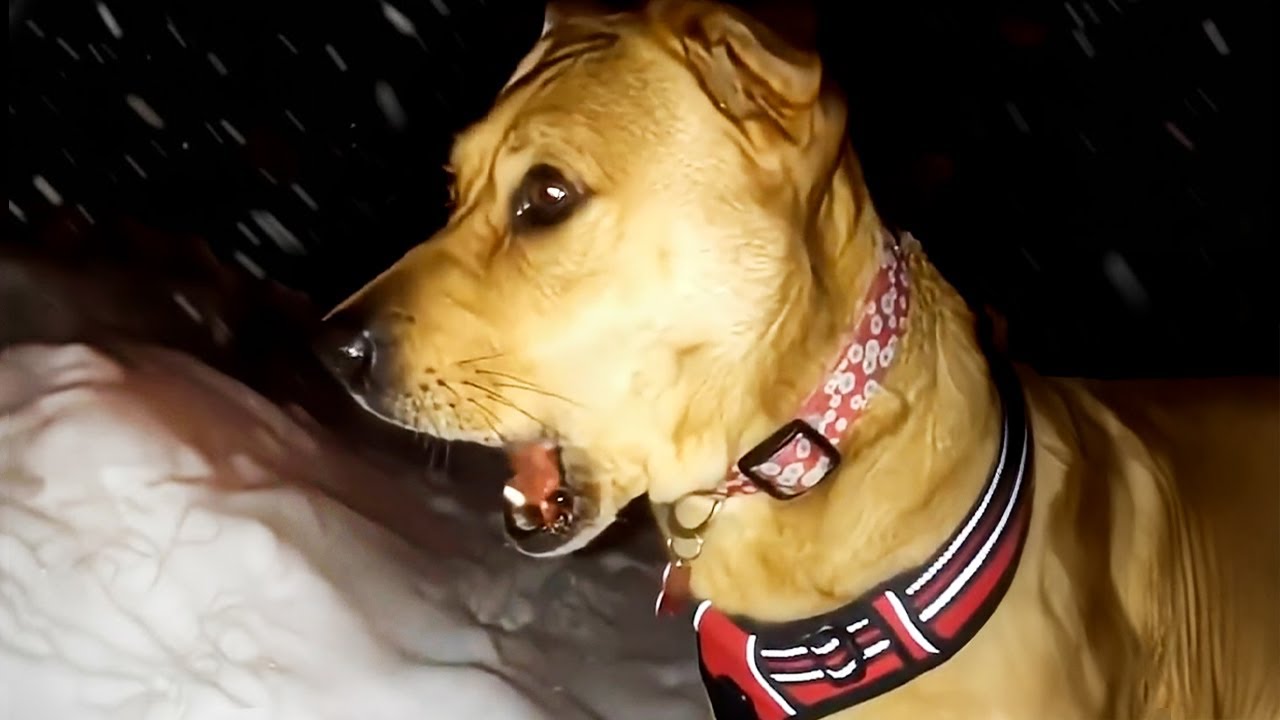 When Your Pets See Snow for the First Time 🤣 Funniest Dogs and Cats