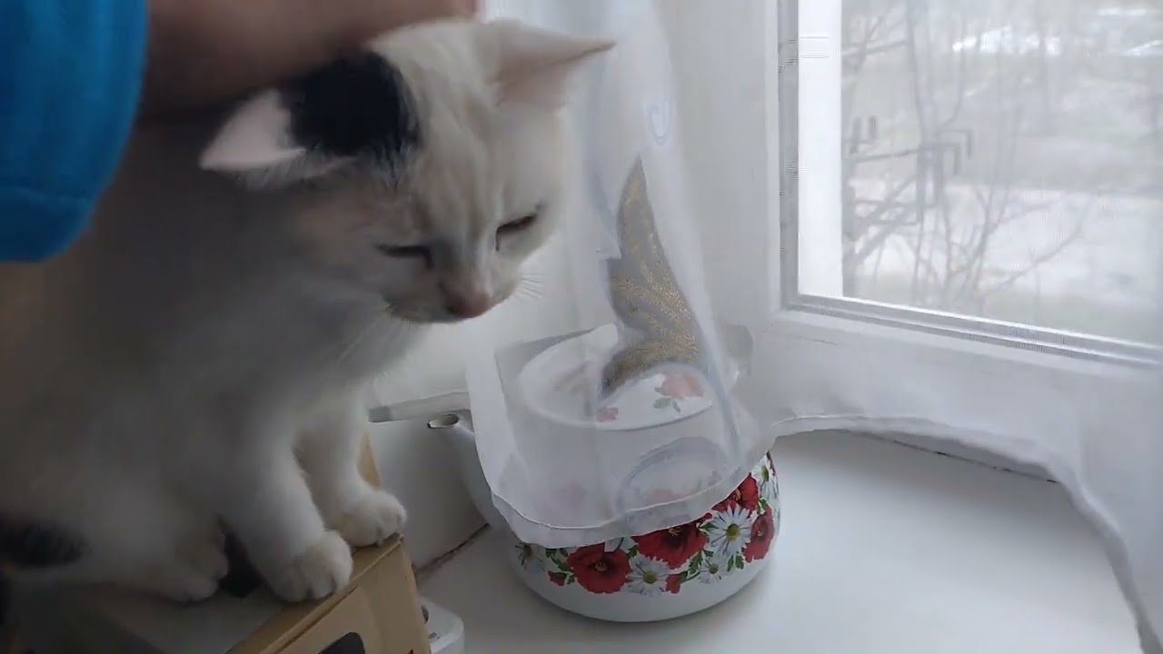 How Cats Chew in Every Room in an Apartment