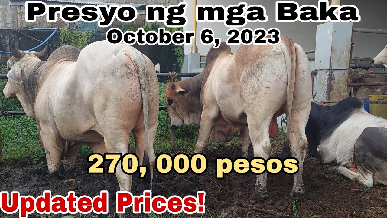 UPDATED! | Presyo ng Baka sa Padre Garcia Batangas The Cattle Trading Capital of the Philippines