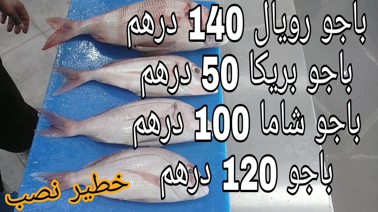 سلسلة أجي تعرف الحوت (سمك الباجو) انواعه و المعلومات المهمة