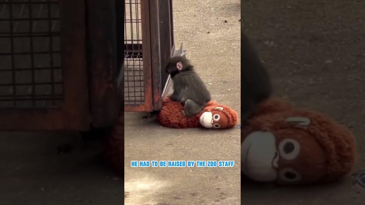Эта обезьянка заставила плакать весь мир 😭 #удар #обезьяна #вируснаяобезьяна #короткаяистория #ви...