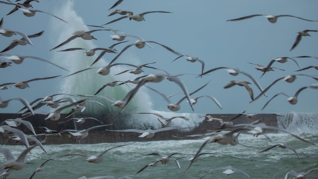 Les oiseaux de la Baie d'Audierne face à la tempête Ciara