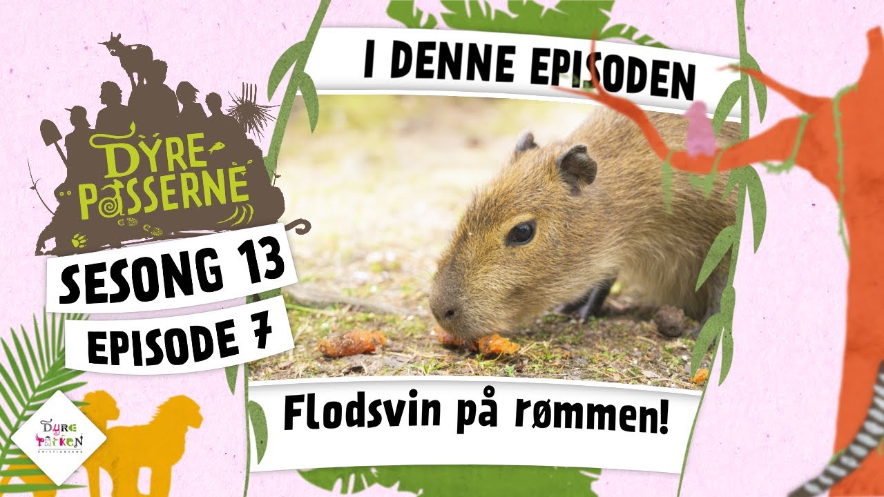 Flodsvin på rømmen! | Dyrepasserne 2024