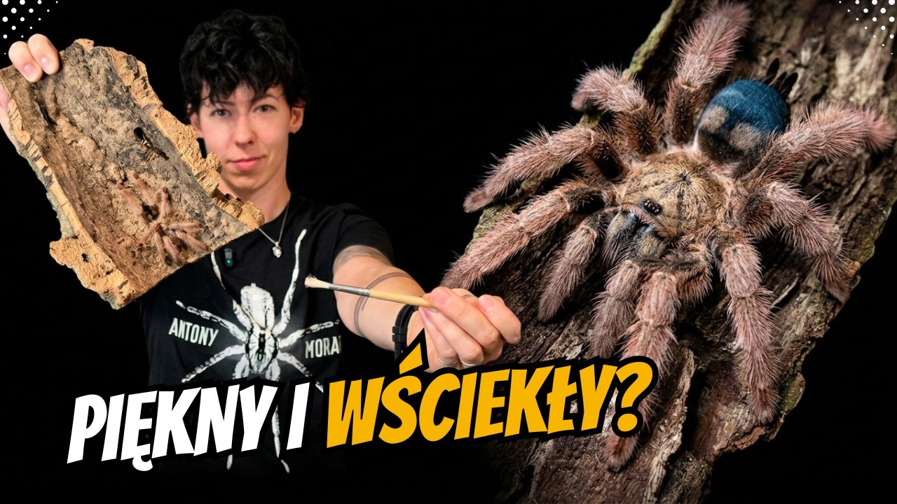 PSALMOPOEUS PULCHER - przenosiny i opis gatunkowy + seksowanie