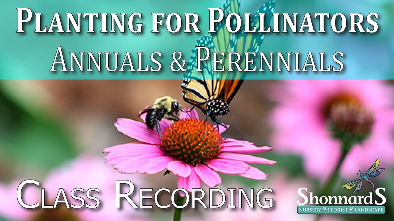 Planting for Pollinators: Annual & Perennial Plants - Class Recording