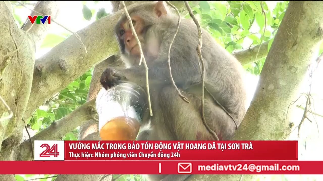 Cho khỉ ăn tại Sơn Trà: Bẫy vô hình tác động đến tập tính của động vật hoang dã | VTV24