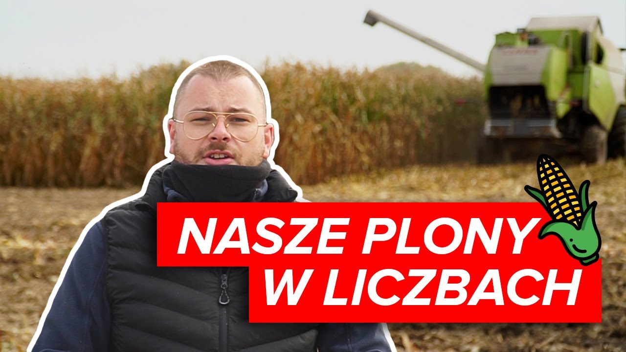 Jak w 2020 sypnęła kukurydza? Pokazujemy zestawienie plon&oacute;w | MIFARM