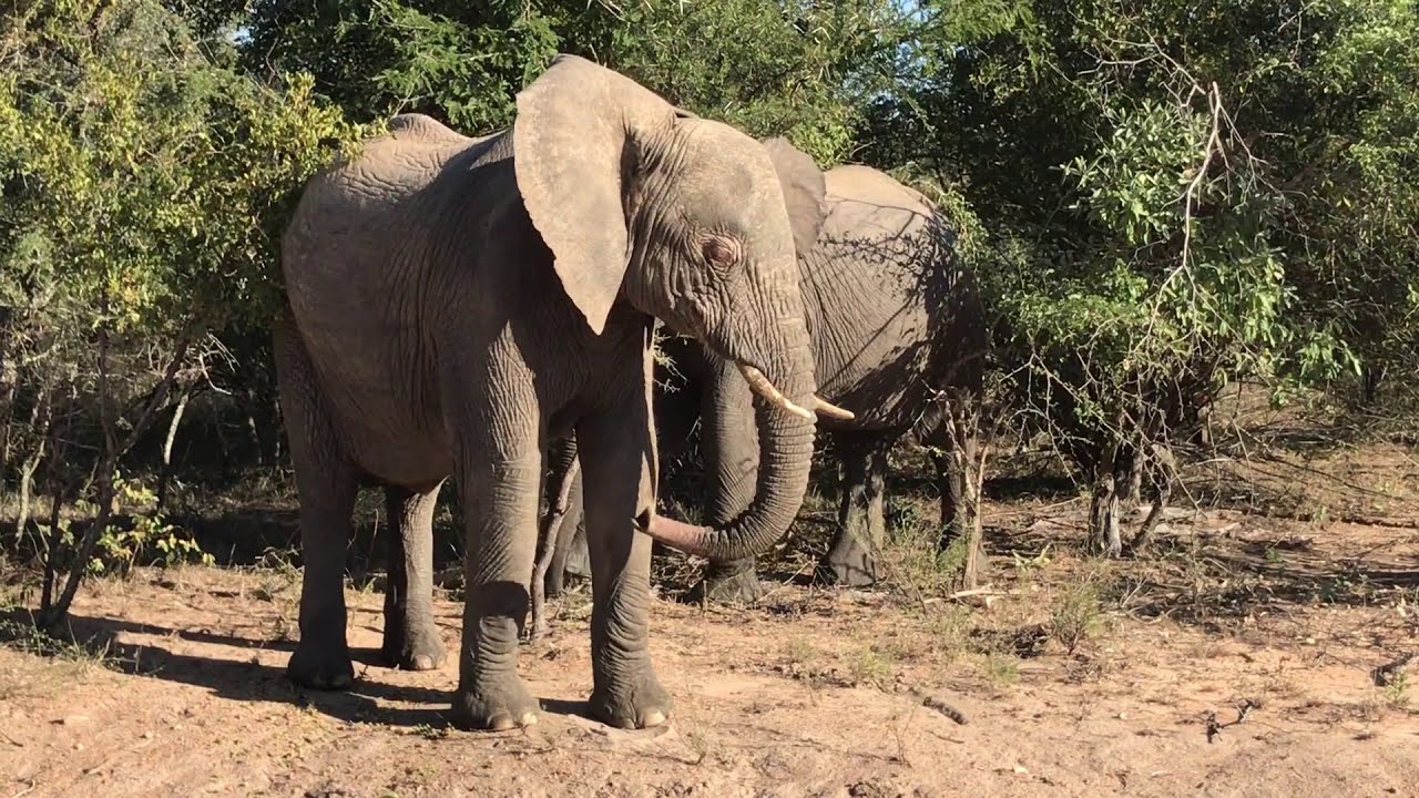 The Albino Elephant of Kapama Game Reserve, South Africa