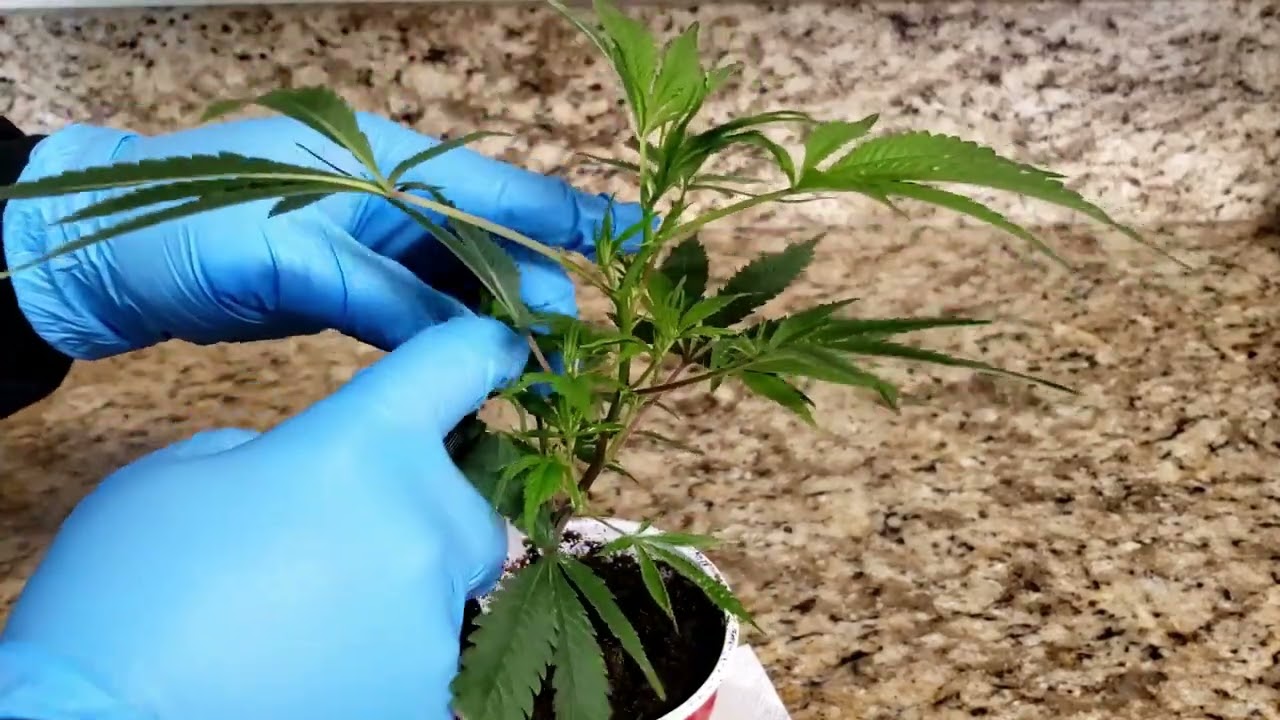How to Spray: Cannabinology Silver Thiosulfate Tutorial Part 2