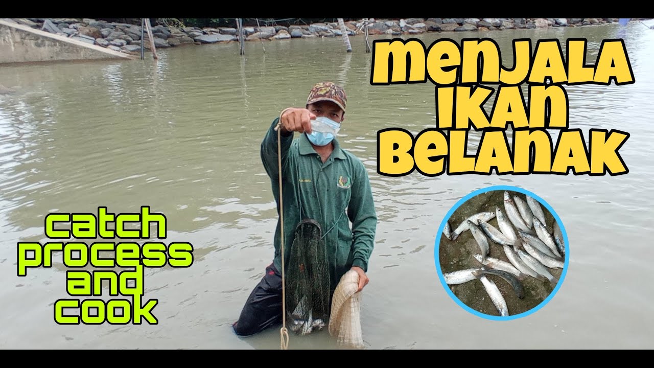 #EP295 Menjala Belanak di Tepi Laut