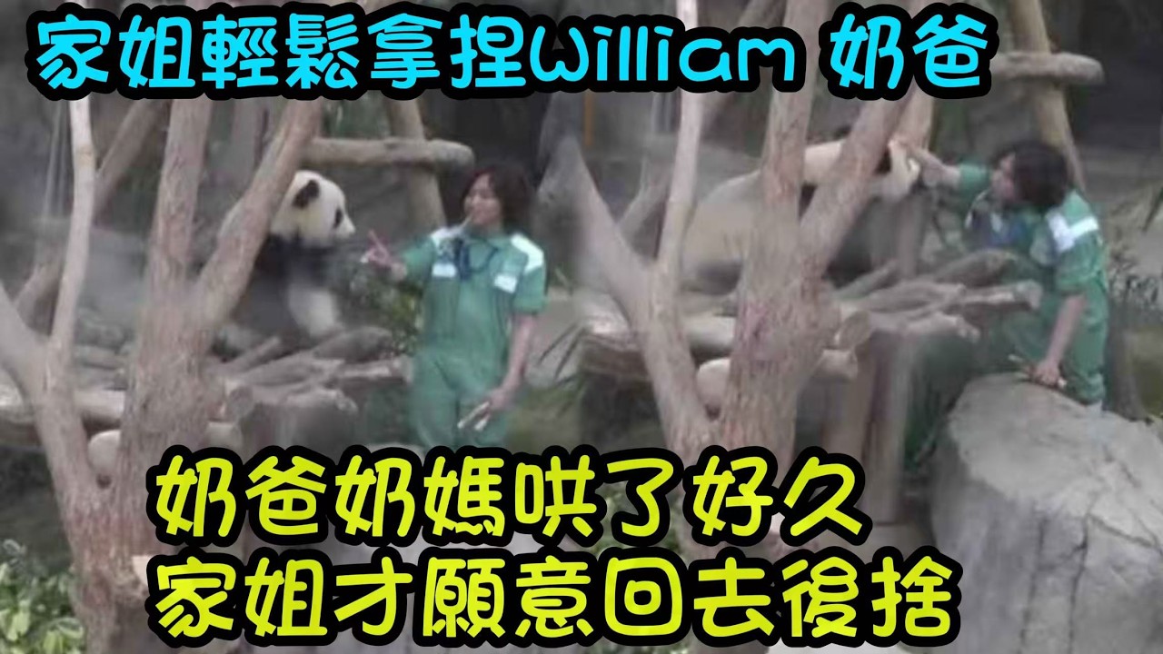 2月17日 細佬見到奶爸奶媽就好開心下來玩，家姐哄了好久，下來和William奶爸拉扯才肯回去#大熊貓家姐細佬 #大熊貓加加得得 #香港大熊貓