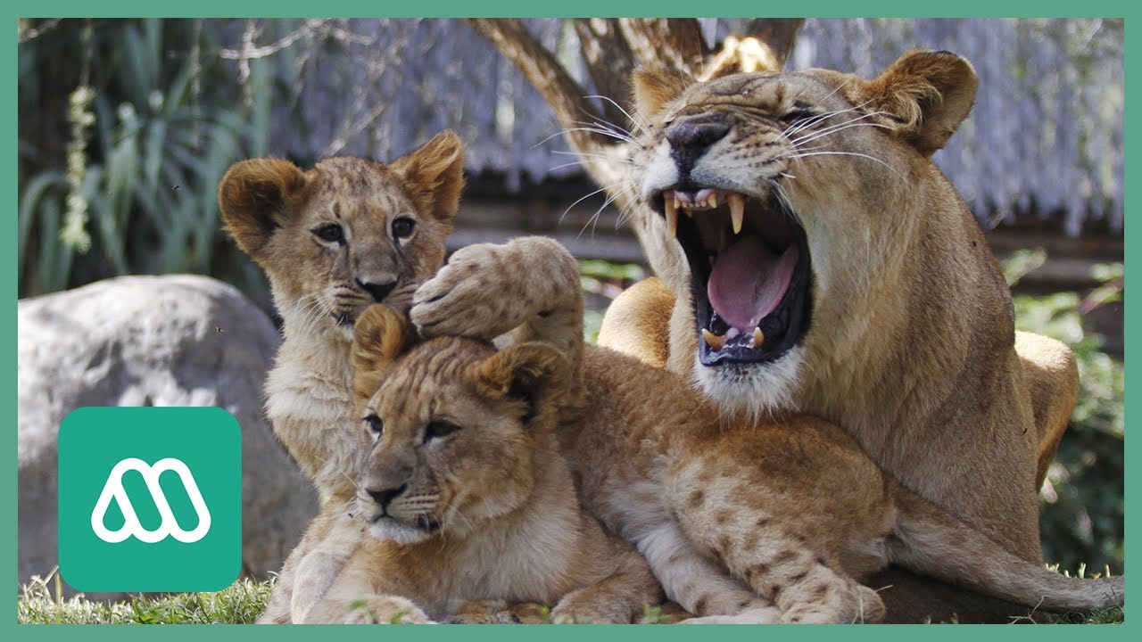 Nacen cuatro crías de león en Zoológico Metropolitano