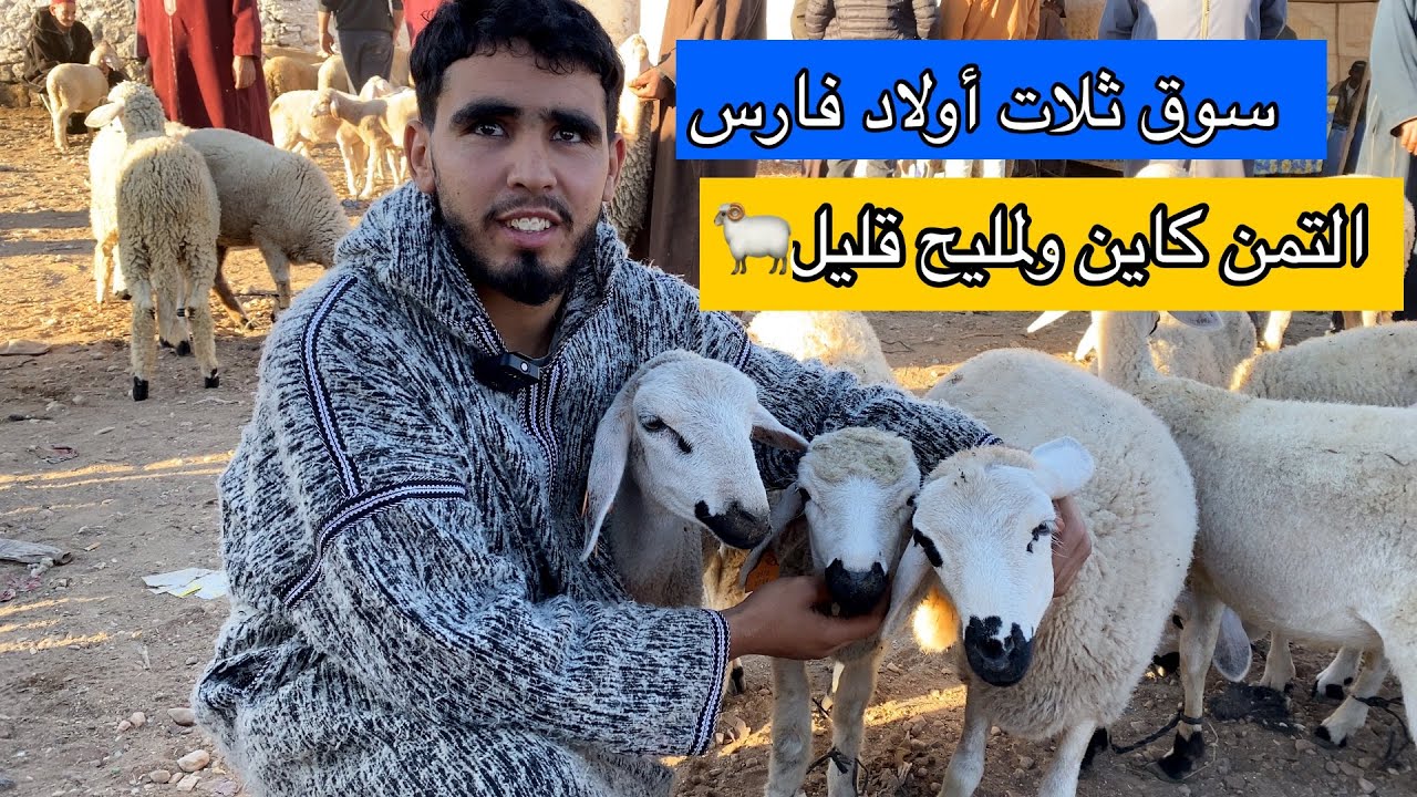 مباشرة من سوق ثلات أولاد فارس 21/10/2025 مع التمن حولي والنعجة وحولية 🐏🇲🇦