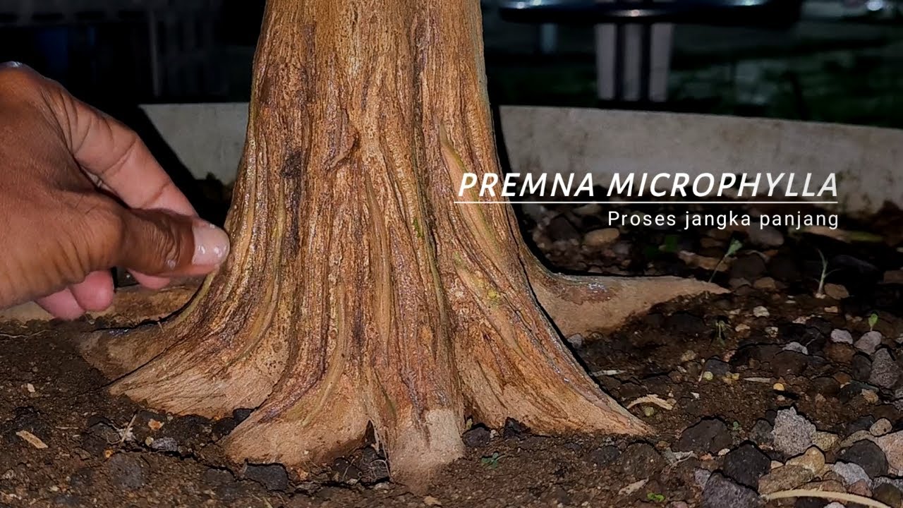 Proses Pembesaran Batang Sancang Di Kebun Bonsai
