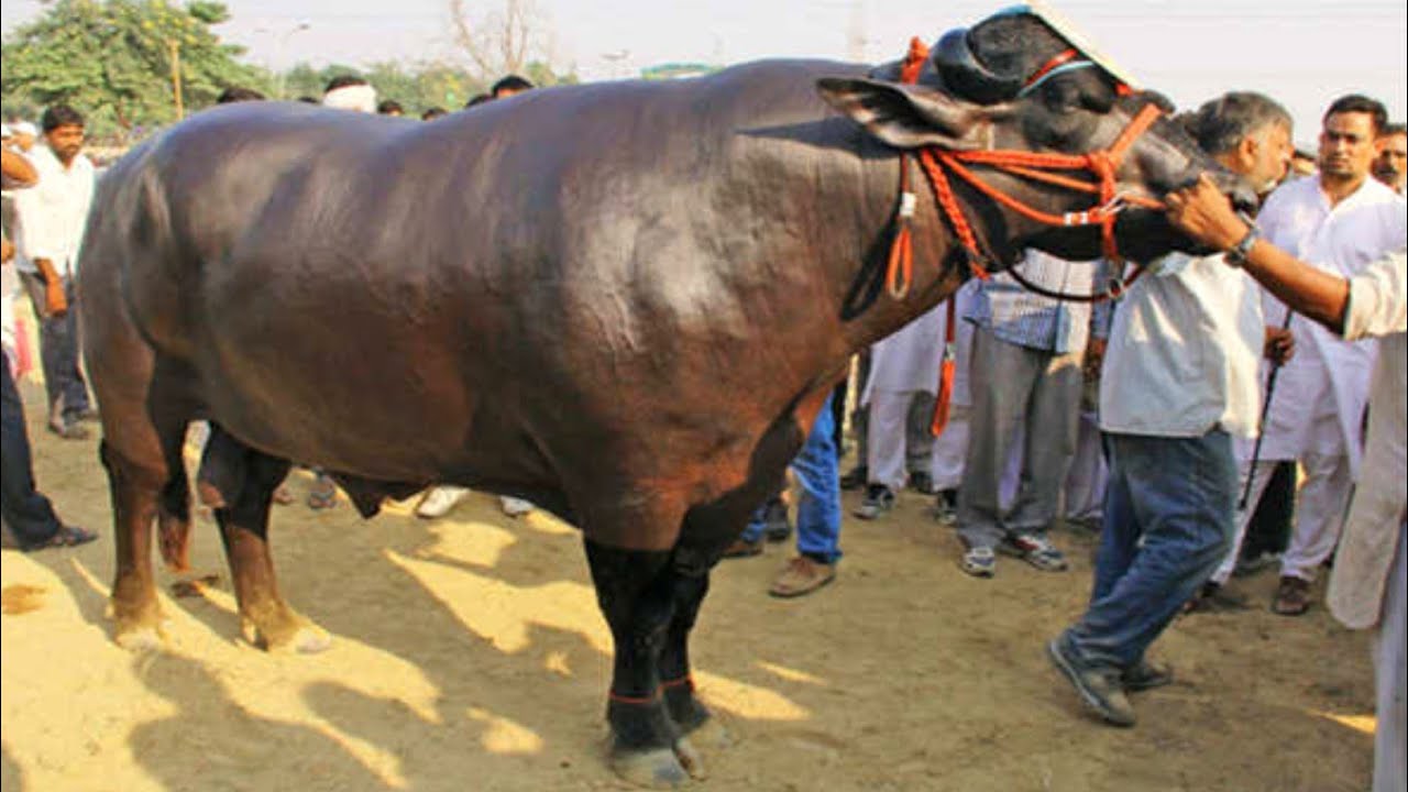 Top 5 Best Buffalo Bulls of Pakistan 2022 ll Breeder Bulls Beauty Competition