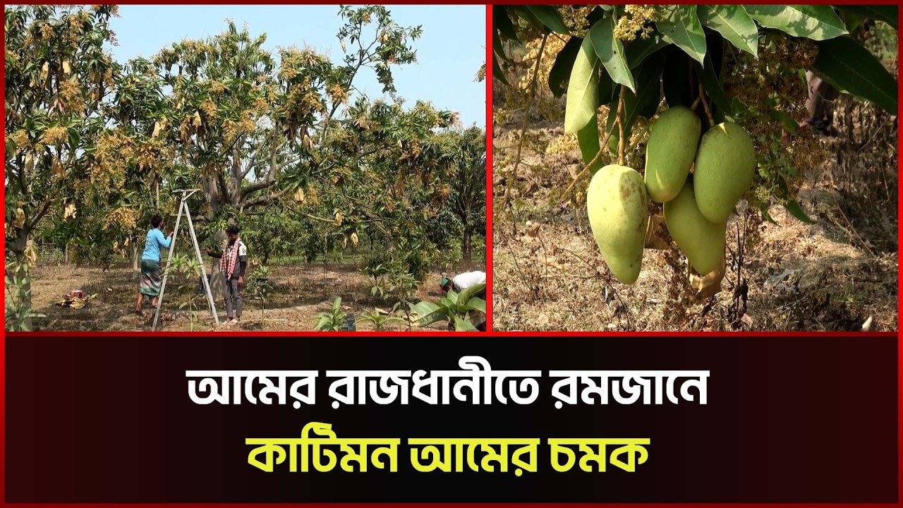 আমের রাজধানীতে রমজানে কাটিমন আমের চমক  | Rajshahi | Sonali News