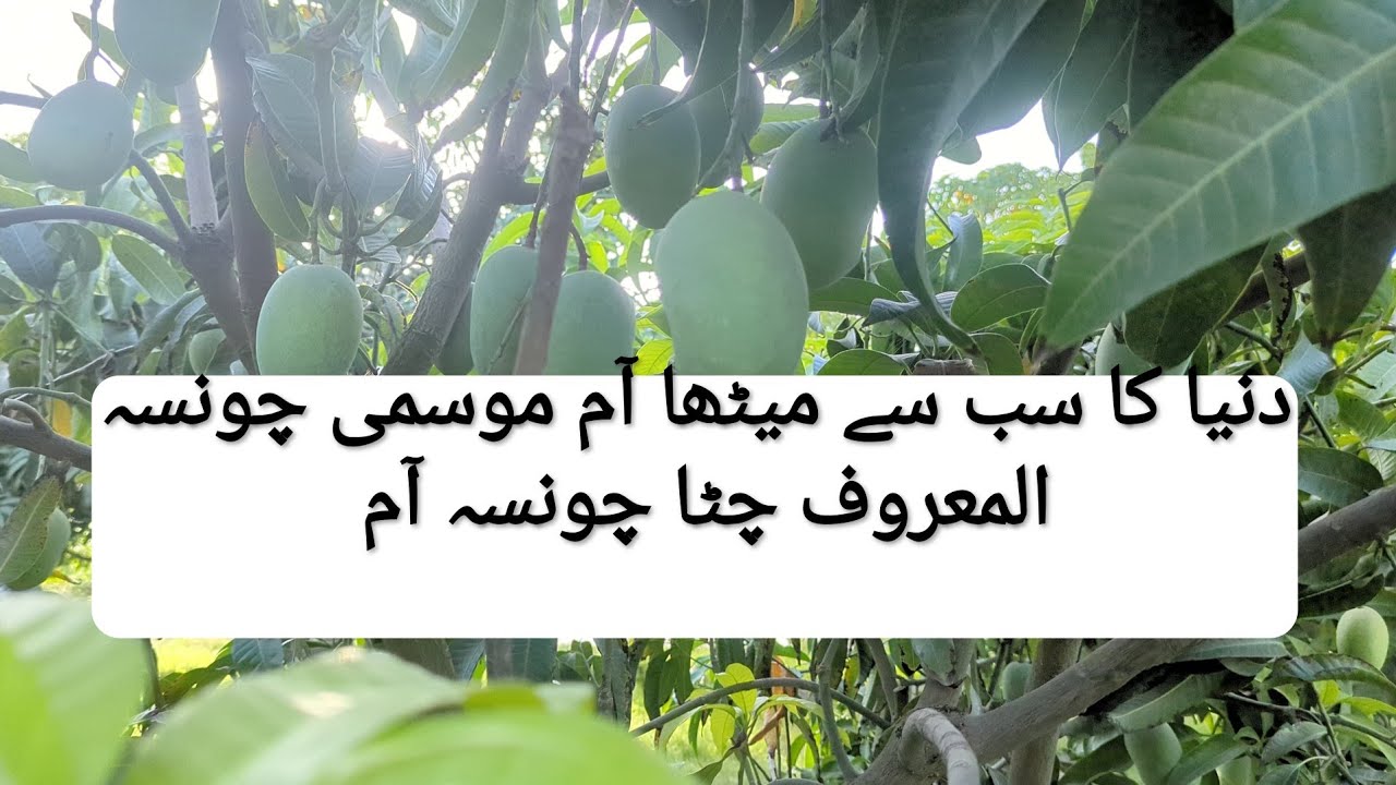 Dunia Ka Sab Se Meetha Aam- White Chaunsa #foryou #mango #fruit #sweetestmango #world #market #hard 