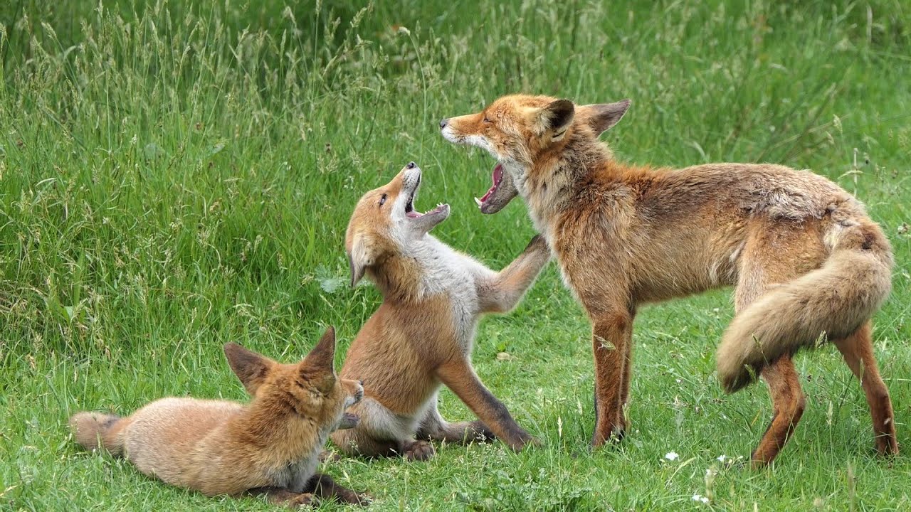 The fox family reunion....a love story with cubs