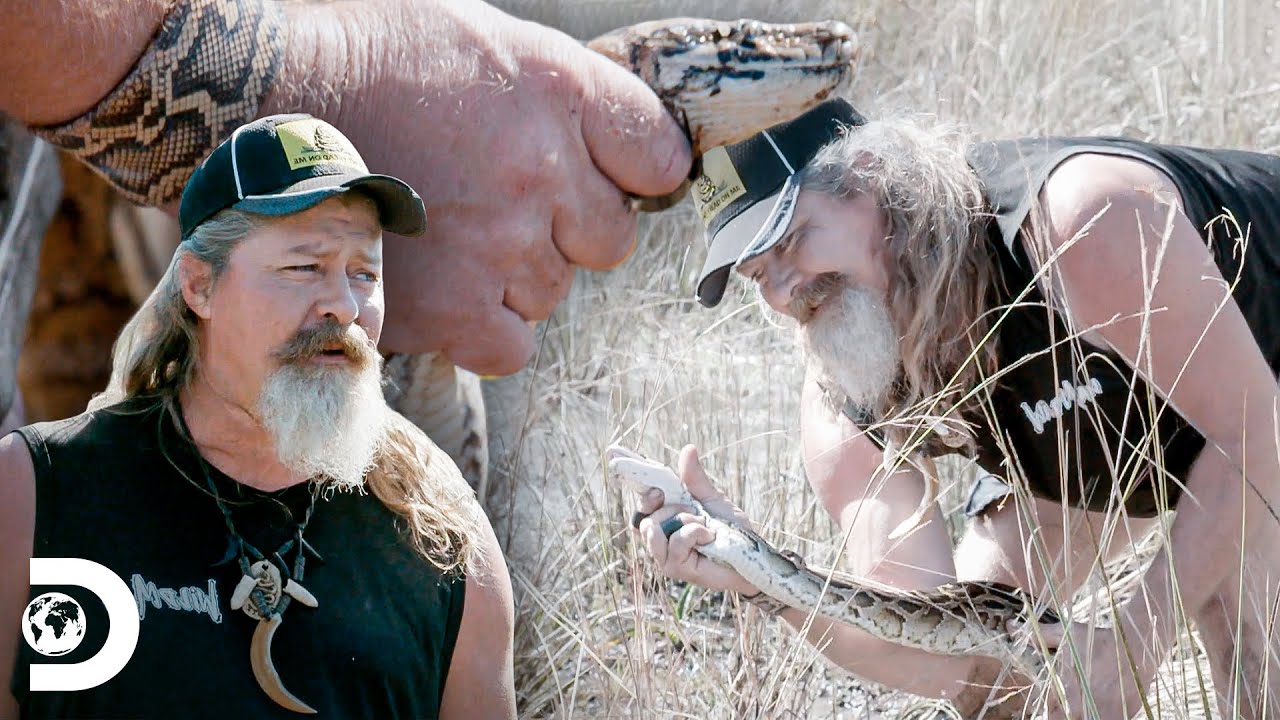 Capturando cobra p&iacute;ton birmanesa com as pr&oacute;prias m&atilde;os | Ca&ccedil;adores de P&iacute;tons | Discovery Brasil