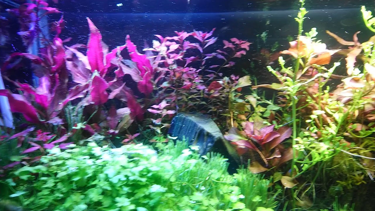 ACUARIO PLANTADO 20 LT HIGH TECH