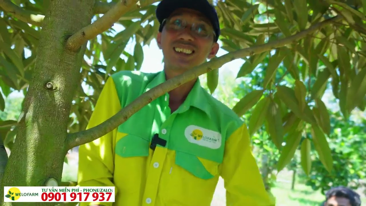 Cắt tỉa cành tạo tán cho sầu riêng 2 năm tuổi