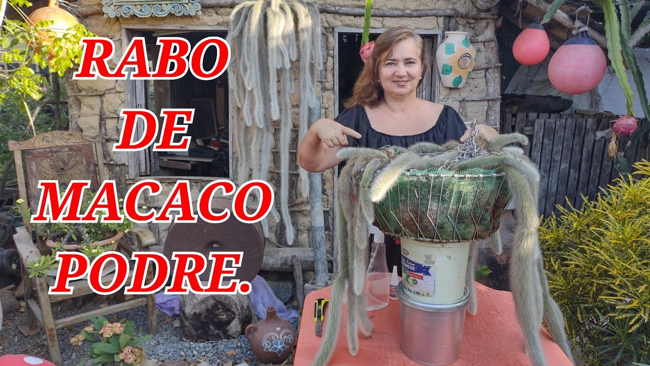 RABO DE  MACACO PODRE. , COMO CUIDAR.
