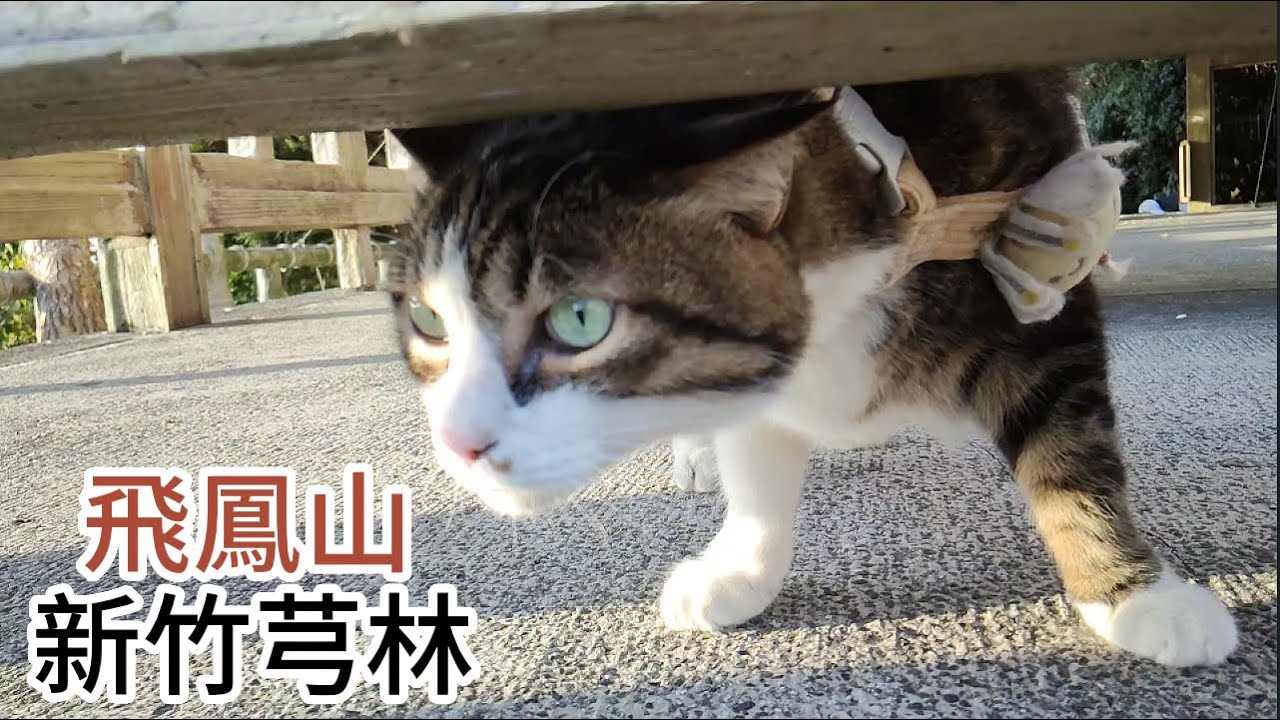 飛鳳山步道、觀日坪古 道，新竹芎林假日好去處。修心宮正對面，進入觀日坪古道登山口，登頂石壁潭山 、中坑山、飛鳳山三角點 ，抵達代勸堂形成 O 型小環狀。 觀日亭遠眺台北101 ，飛鳳探梅冬季可賞梅花。