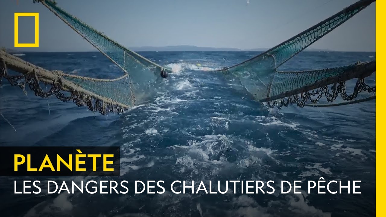 Les dangers des chalutiers de p&ecirc;che | DAVID ATTENBOROUGH : L'APPEL DE L'OC&Eacute;AN