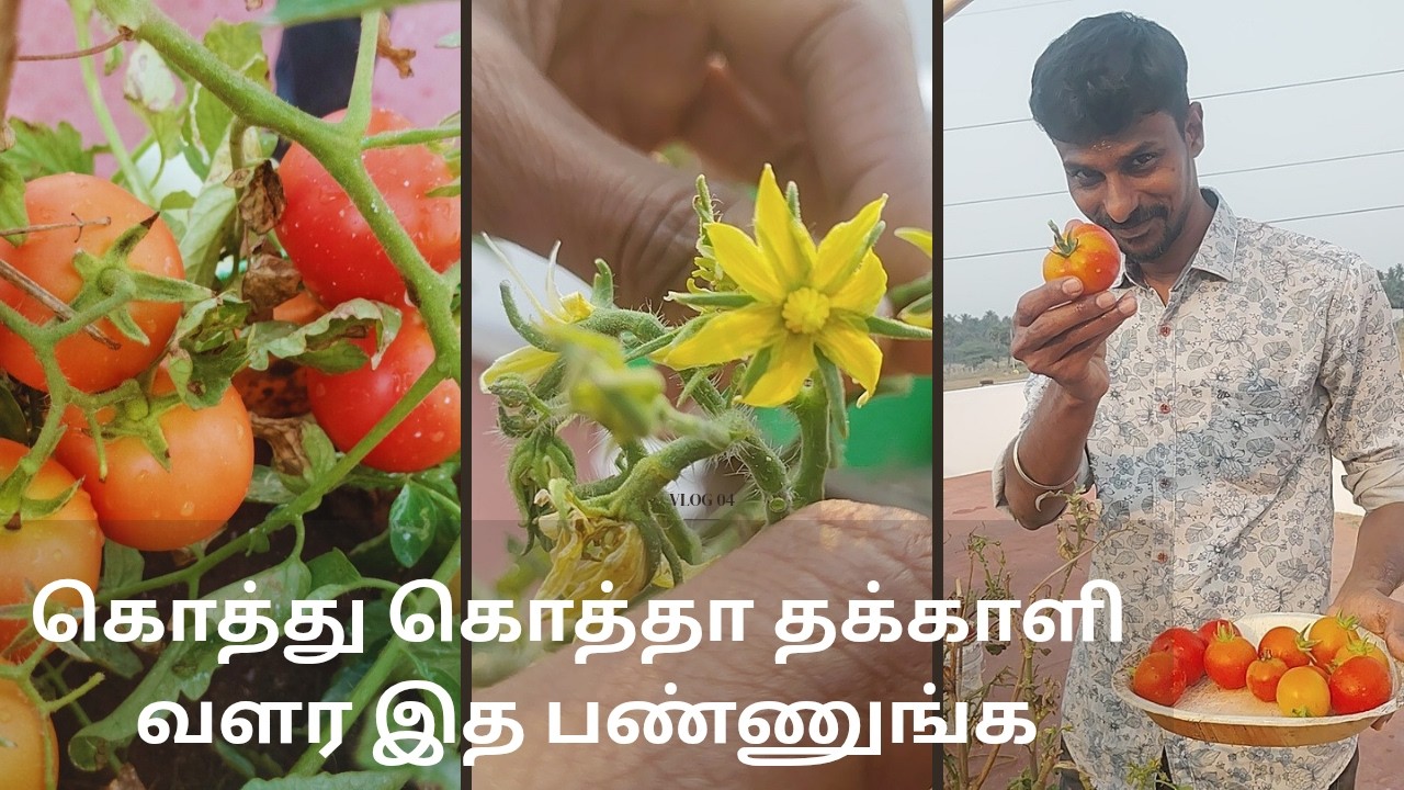 மாடிதோட்டத்தில் தக்காளி செடி வளர்ப்பு | Harvest | Tomato plant | Fertilizer for plant | Organic food
