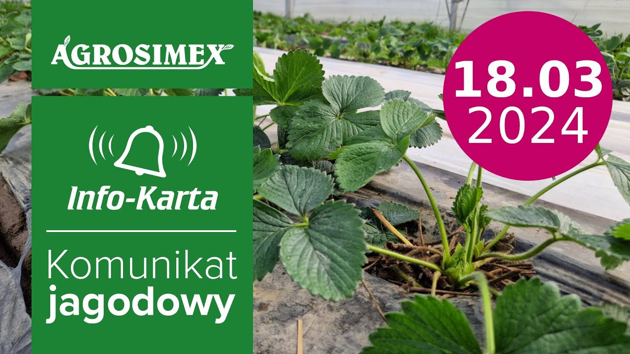 Zabiegi na plantacjach truskawek pod osłonami - komunikat jagodowy | Agrosimex