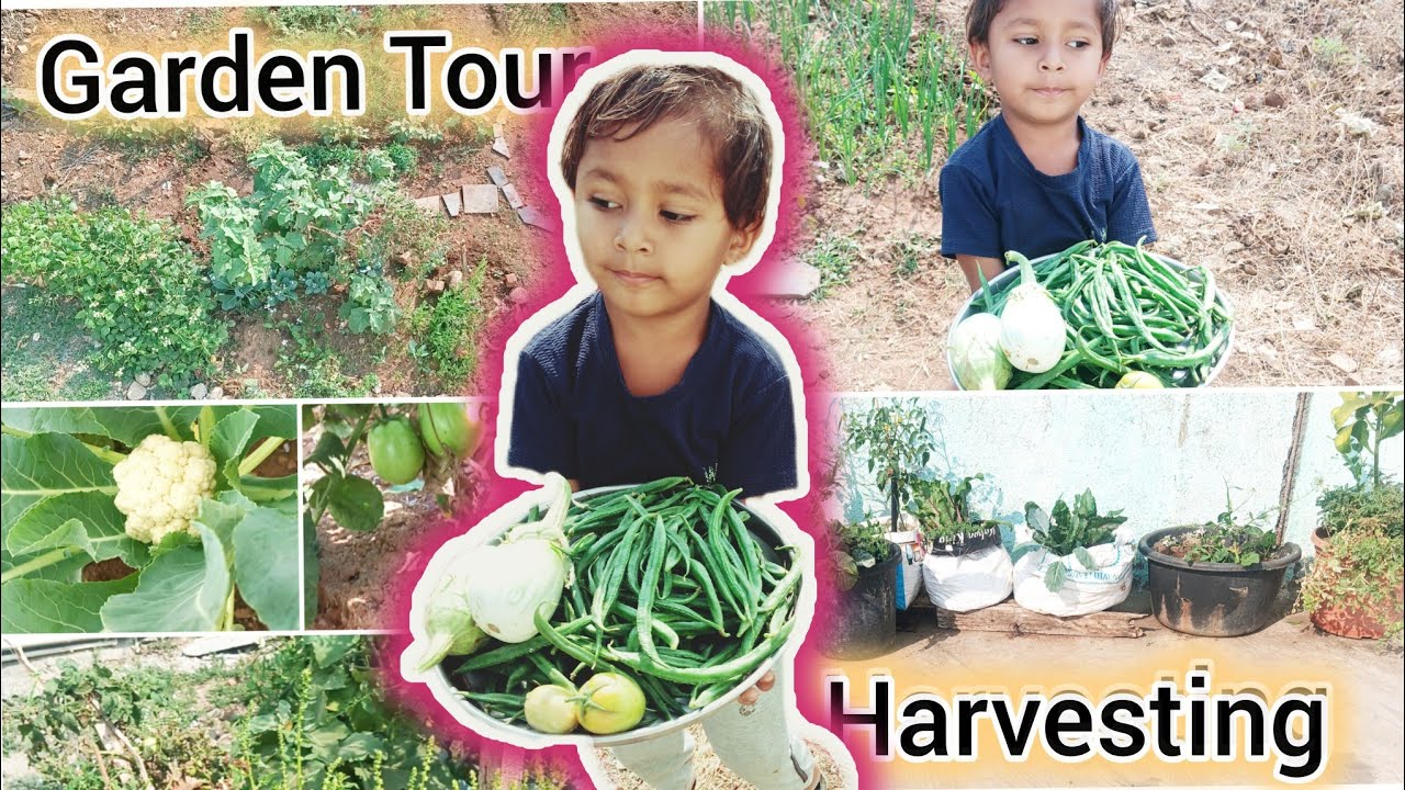 Garden tour आणि harvesting 