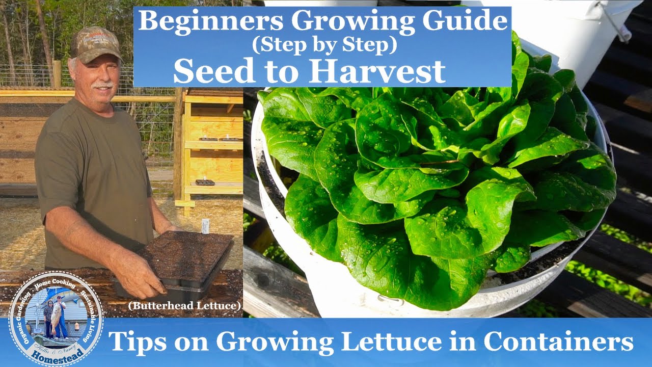 Tips on Growing Lettuce in CONTAINERS - Beginners Growing Guide
