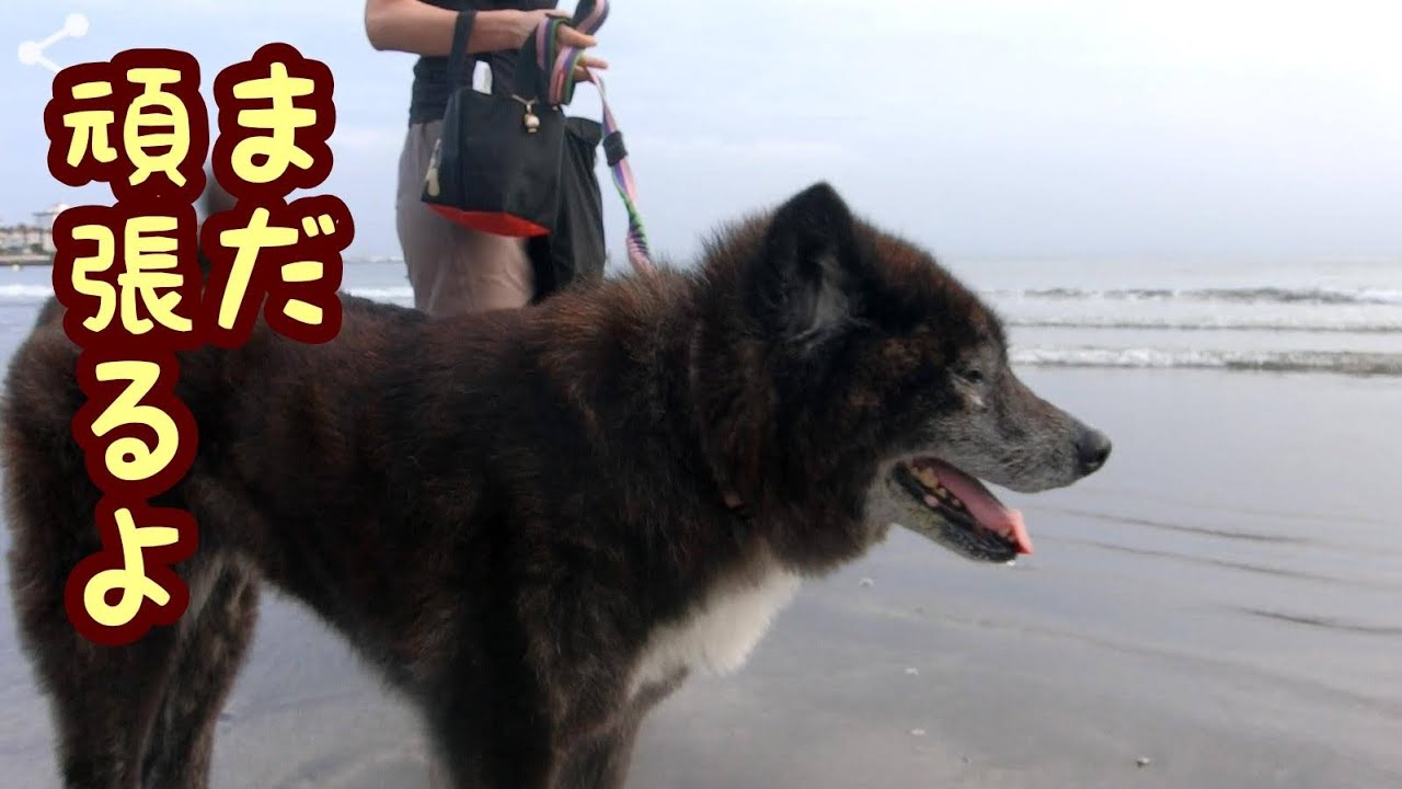【祝・14歳】保健所から生後三か月でレスキューされた秋田犬 萩さん 誕生日おめでとう！