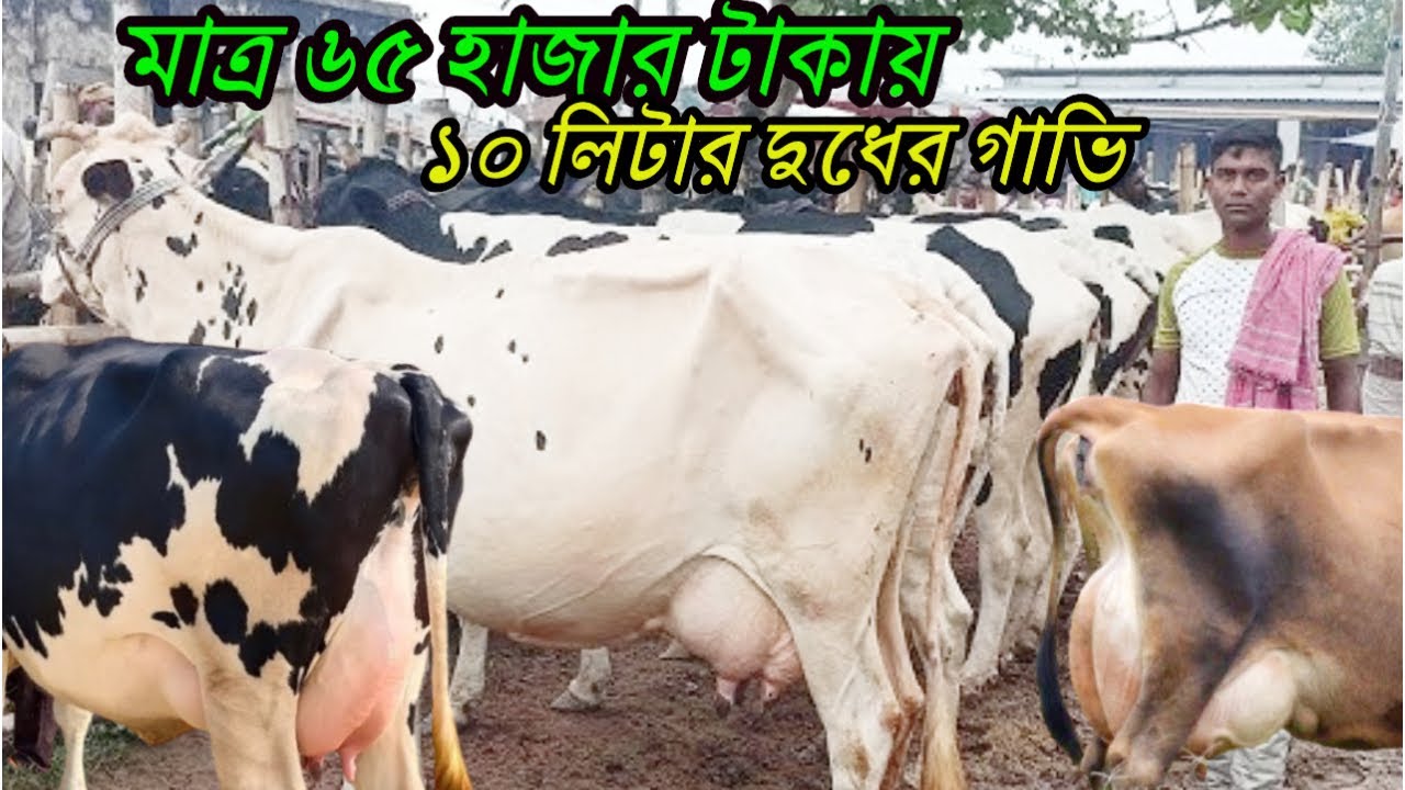 মাত্র ৬৫ হাজার টাকায় ১০ লিটার দুধের গাভি পাবনা অরনখোলা হাটে পাওয়া যাবে