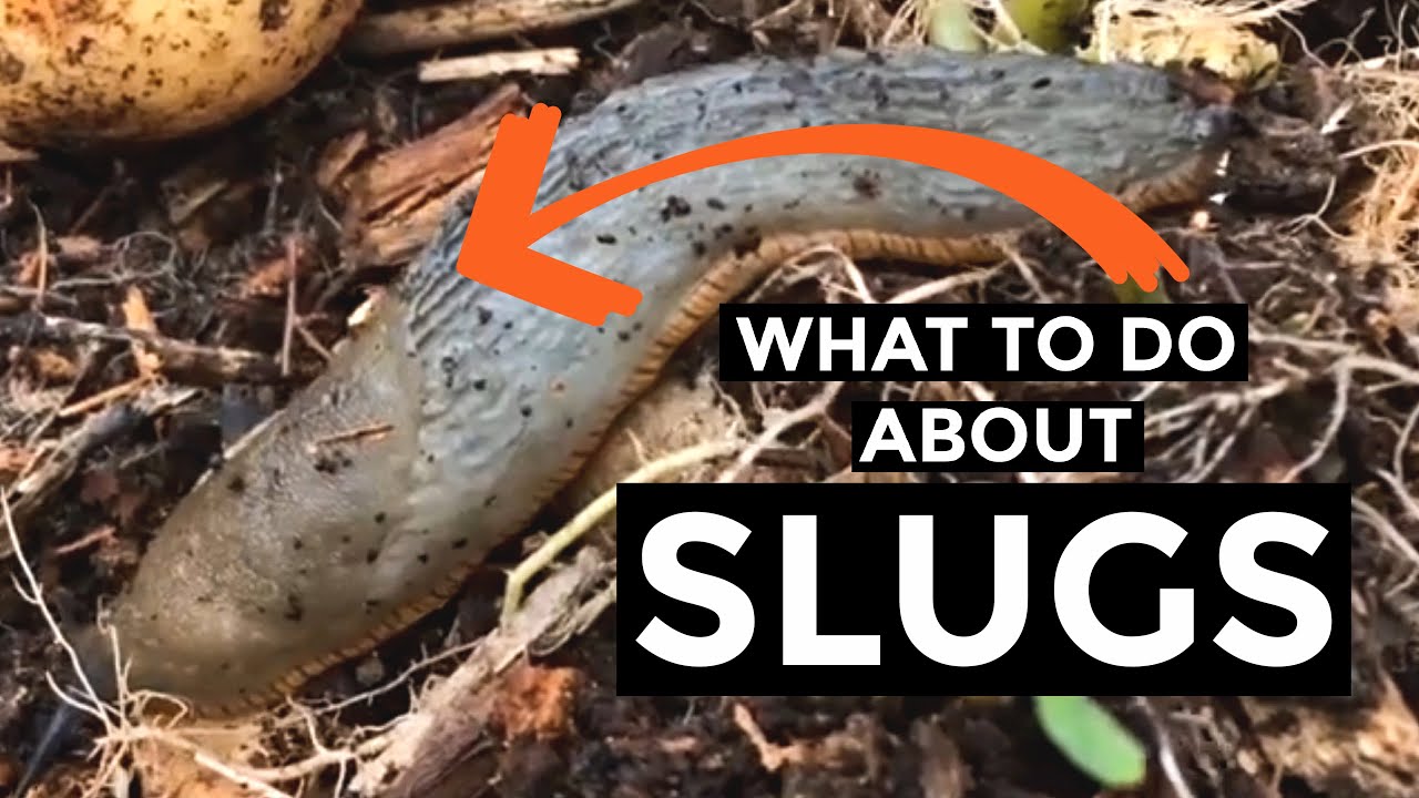 Slug control in gardens | How to get rid of slugs in vegetable garden (2020)
