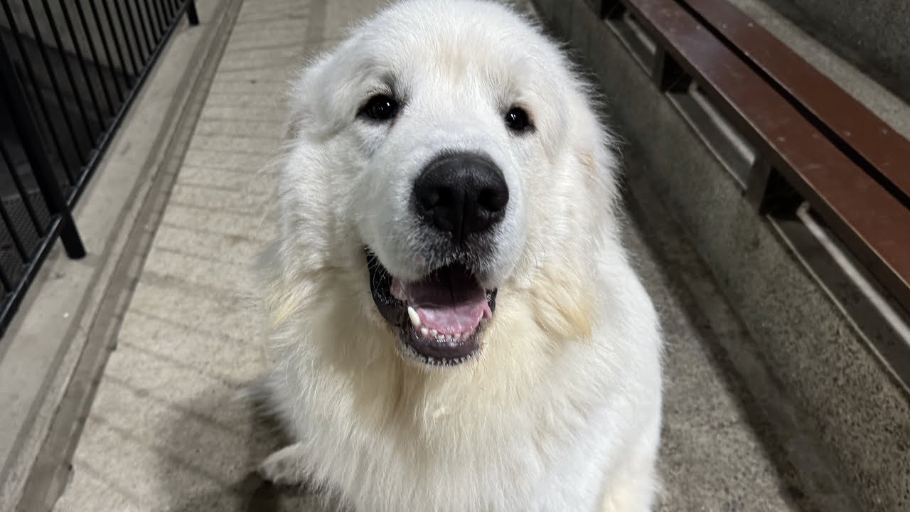 世界一かわいそうなグレートピレニーズ