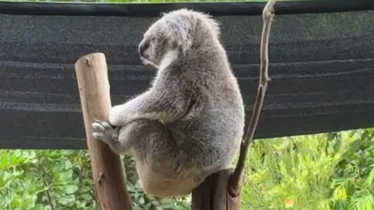 Koalas in Their Everyday Life 🐨 | Australian Native Animals