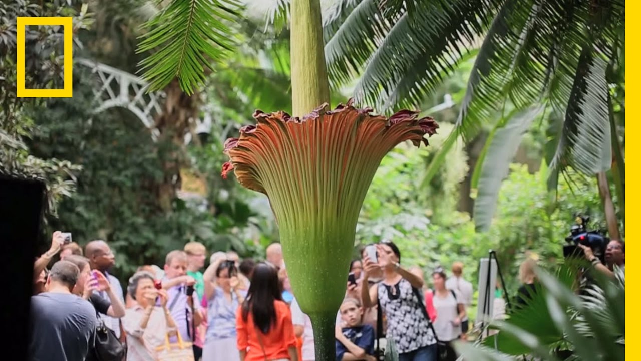 The Corpse Flower: Behind the Stink | National Geographic