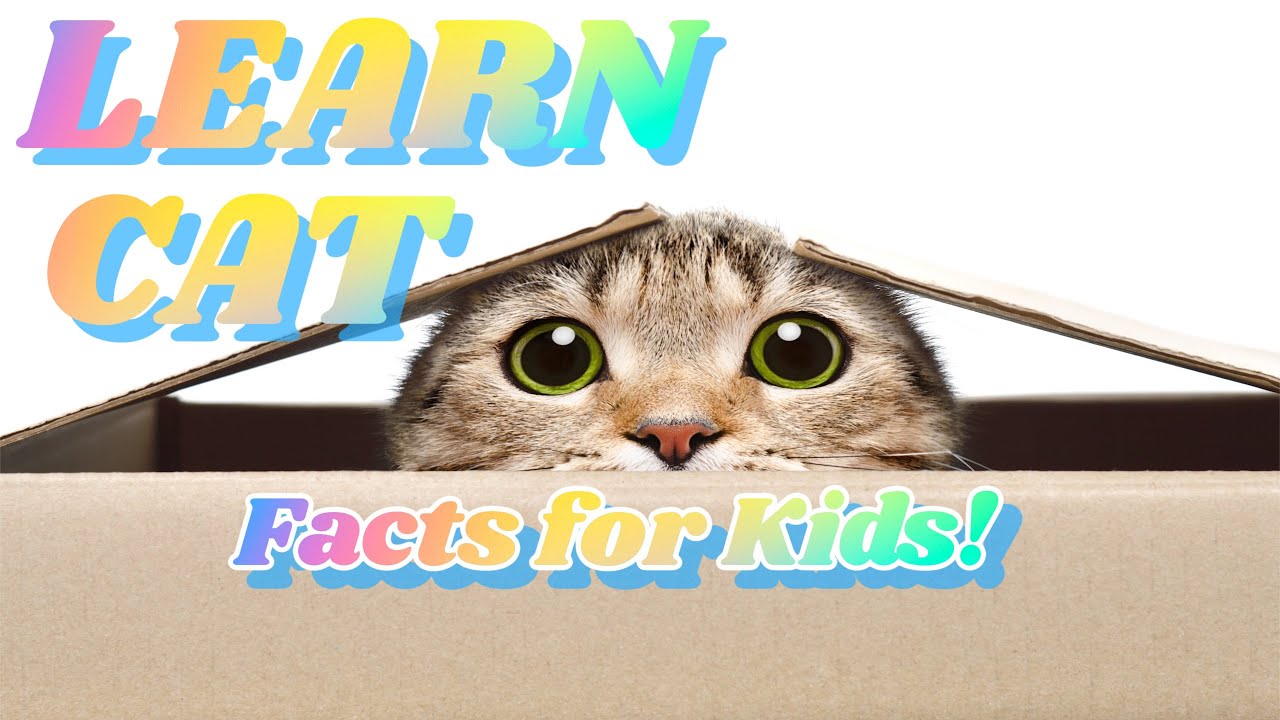 Learn fun facts about cats for kids/ educational videos for children