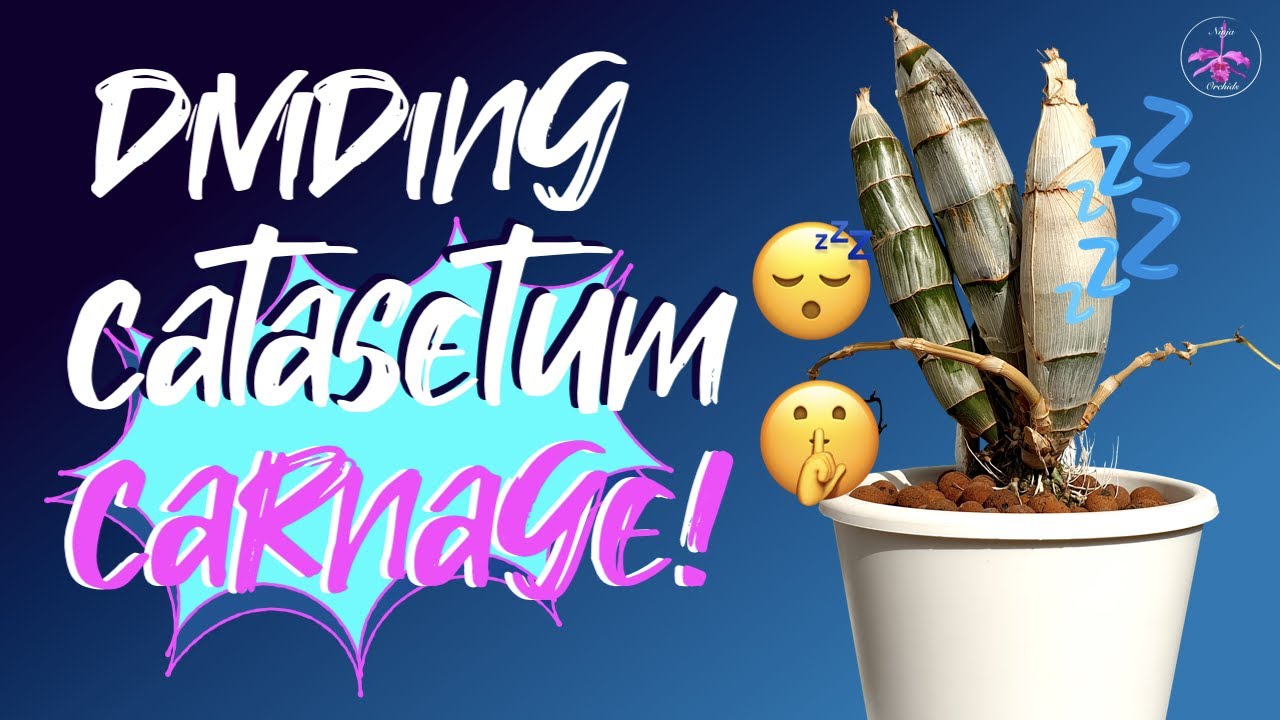 Разделение спящего катасетума Orchidglade 'Jack of Diamonds' | Советы по пересадке #Catasetum #ni...