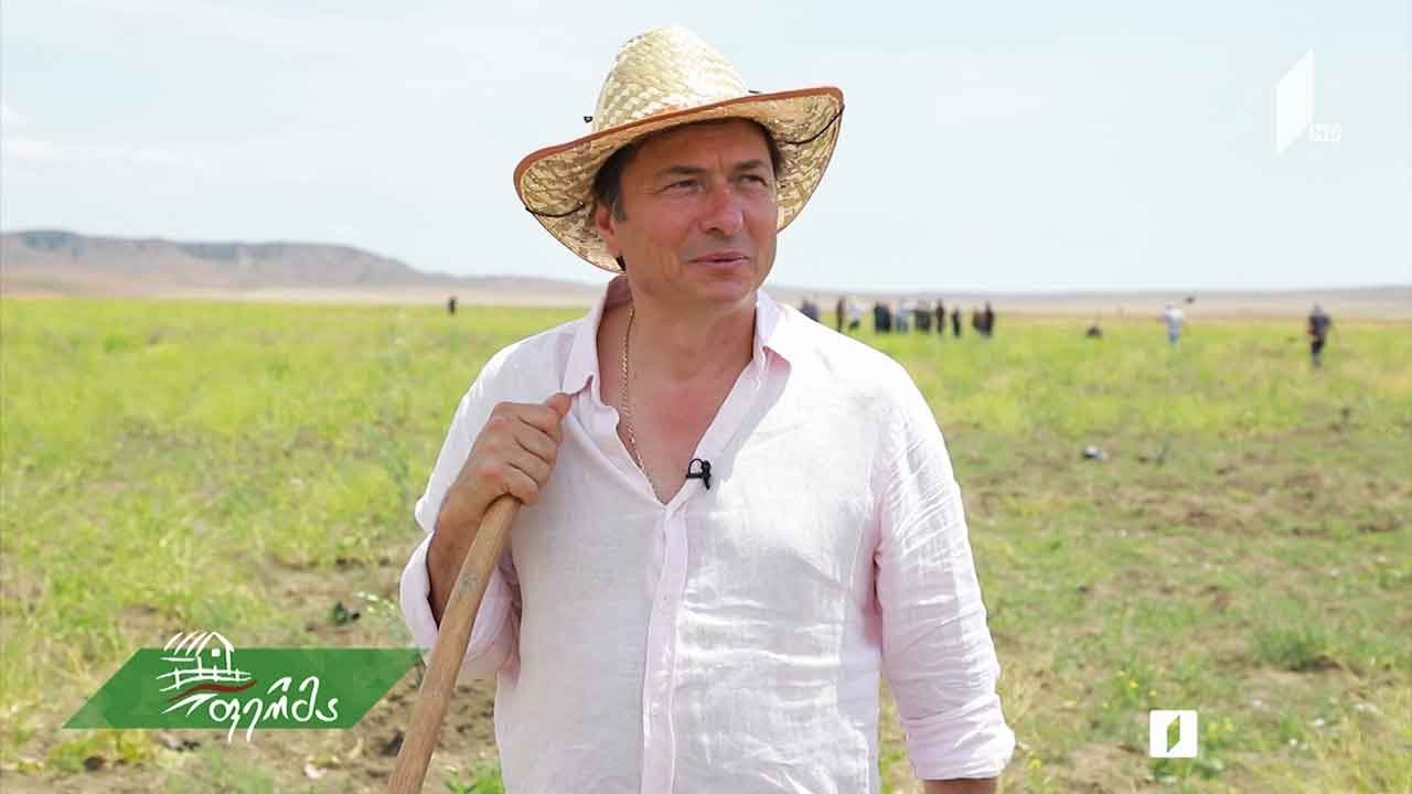 #ფერმა ზეთისხილის გაშენება ტარიბანას ველზე - გიორგი სვანიძის აგროისტორია