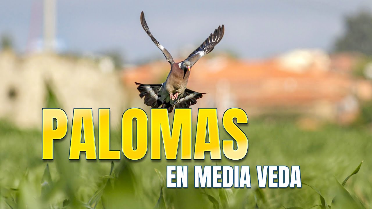 Palomas en Media Veda | Documental COMPLETO y GRATIS