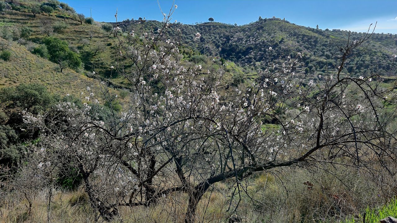 Almond Tree Ride 