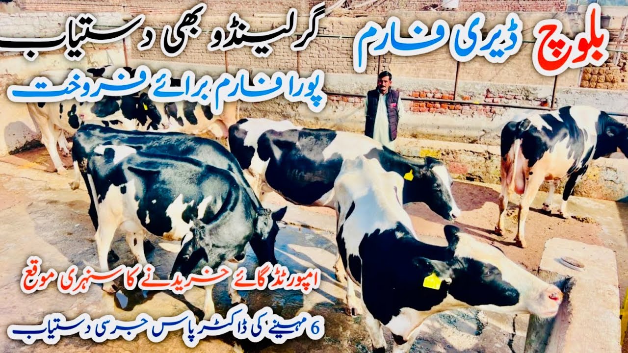 Baloch Dairy Farm | imported cows for sale | Best Farmer ever | Gerlando cows 